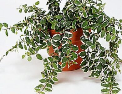 Ficus Pumila