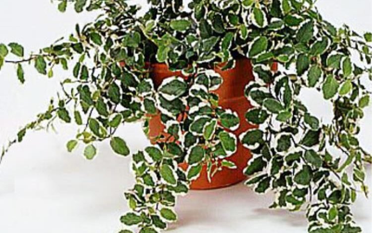 Ficus Pumila