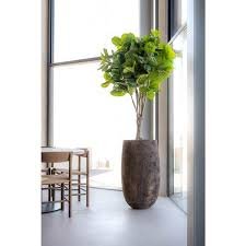 Depot Ficus Lyrata