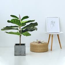 Faux Ficus Lyrata