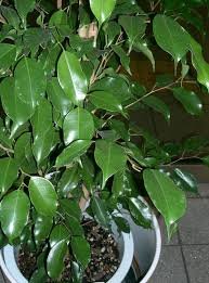 Ficus Benjamina: A Comprehensive Care Guide for the Weeping Fig