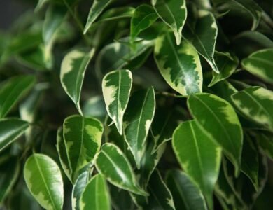 Ficus Benjamina Flowers