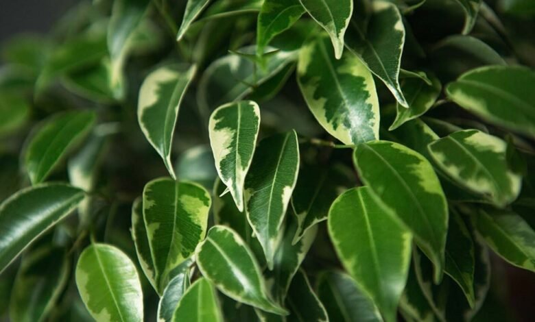 Ficus Benjamina Flowers