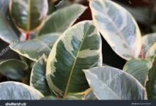 What is Ficus elastica tineke?
