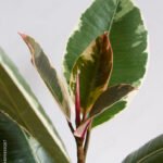 Ficus Elastica Tineke New Leaf