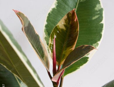 Ficus Elastica Tineke New Leaf