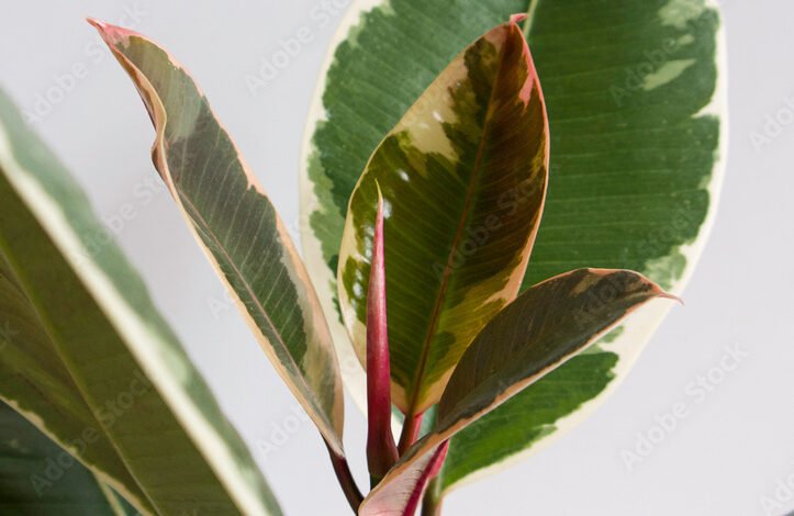 Ficus Elastica Tineke New Leaf