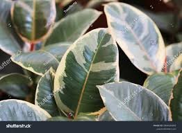 What is Ficus elastica tineke?
