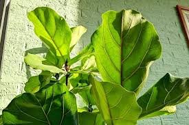 How to Care for Ficus Lyrata The Ultimate Guide