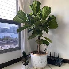 Ficus Lyrata
