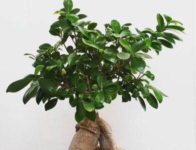 How to Care for a Ficus Microcarpa Ginseng: A Complete Guide