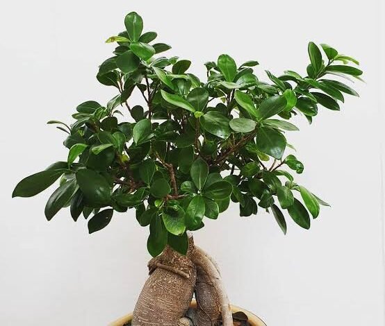 How to Care for a Ficus Microcarpa Ginseng: A Complete Guide