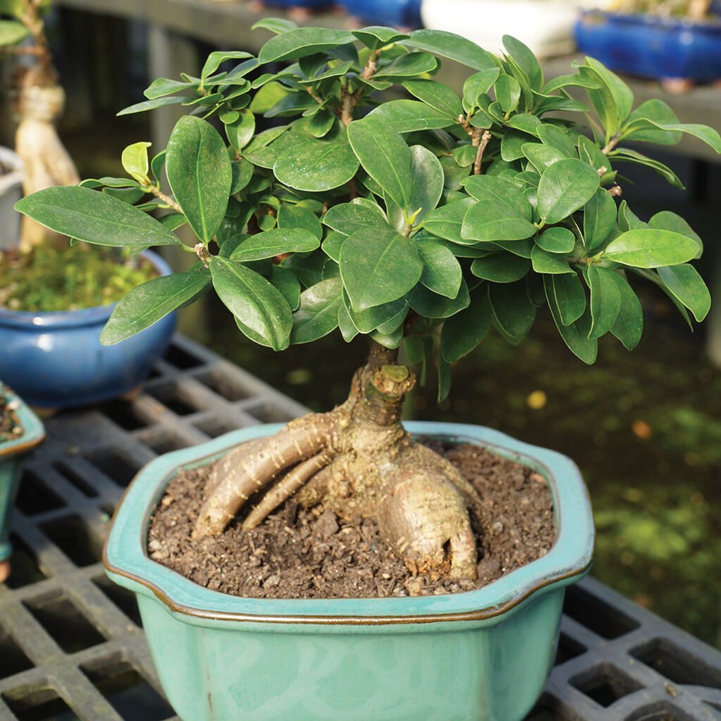 Ficus Microcarpa Ginseng: A Complete Guide