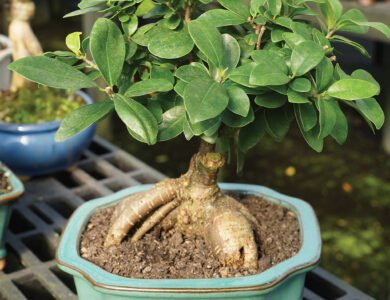 Ficus Microcarpa