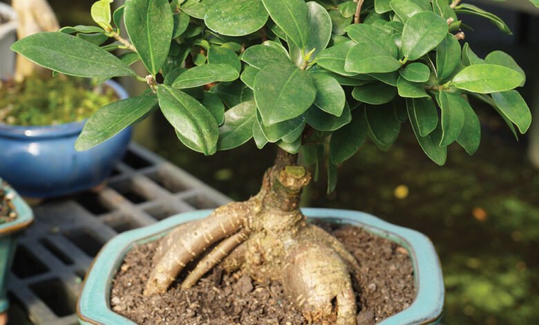 Ficus Microcarpa