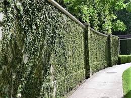 Creeping Fig Ficus Pumila