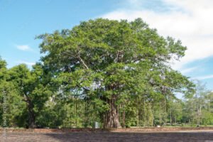 Peepal Ficus Religiosa