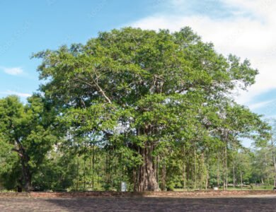 Peepal Ficus Religiosa