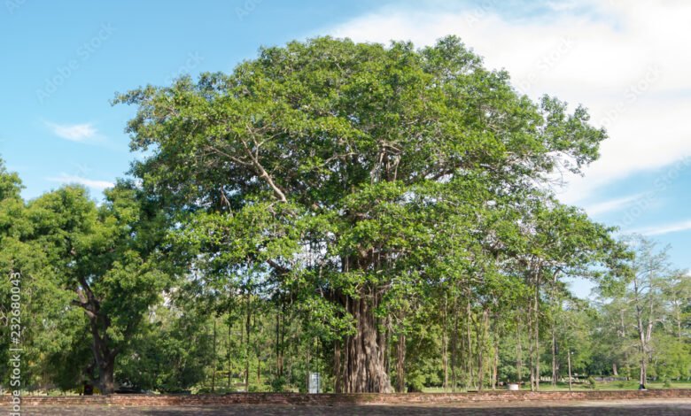 Peepal Ficus Religiosa