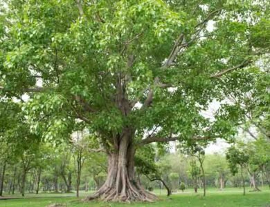 Ficus Religiosa