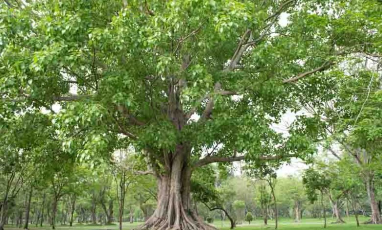 Ficus Religiosa