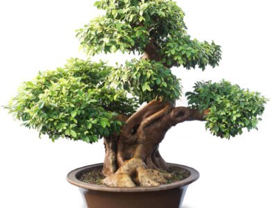 Ficus Retusa