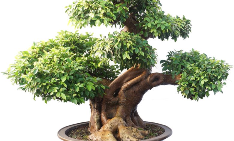 Ficus Retusa