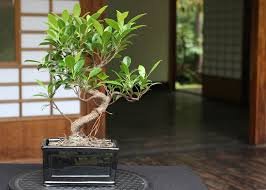 How to Care for Ficus Retusa